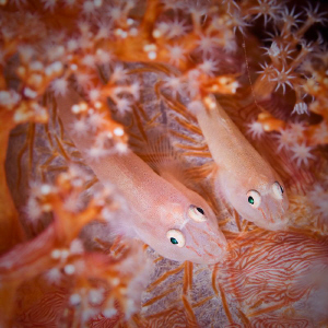 A pair.  Canon 20D 100mm macro lens + 500D diopter by Mick Tait 